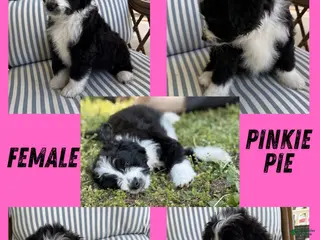 Aussiedoodle dogs Pinkie Pie (Pink) - Ad 17