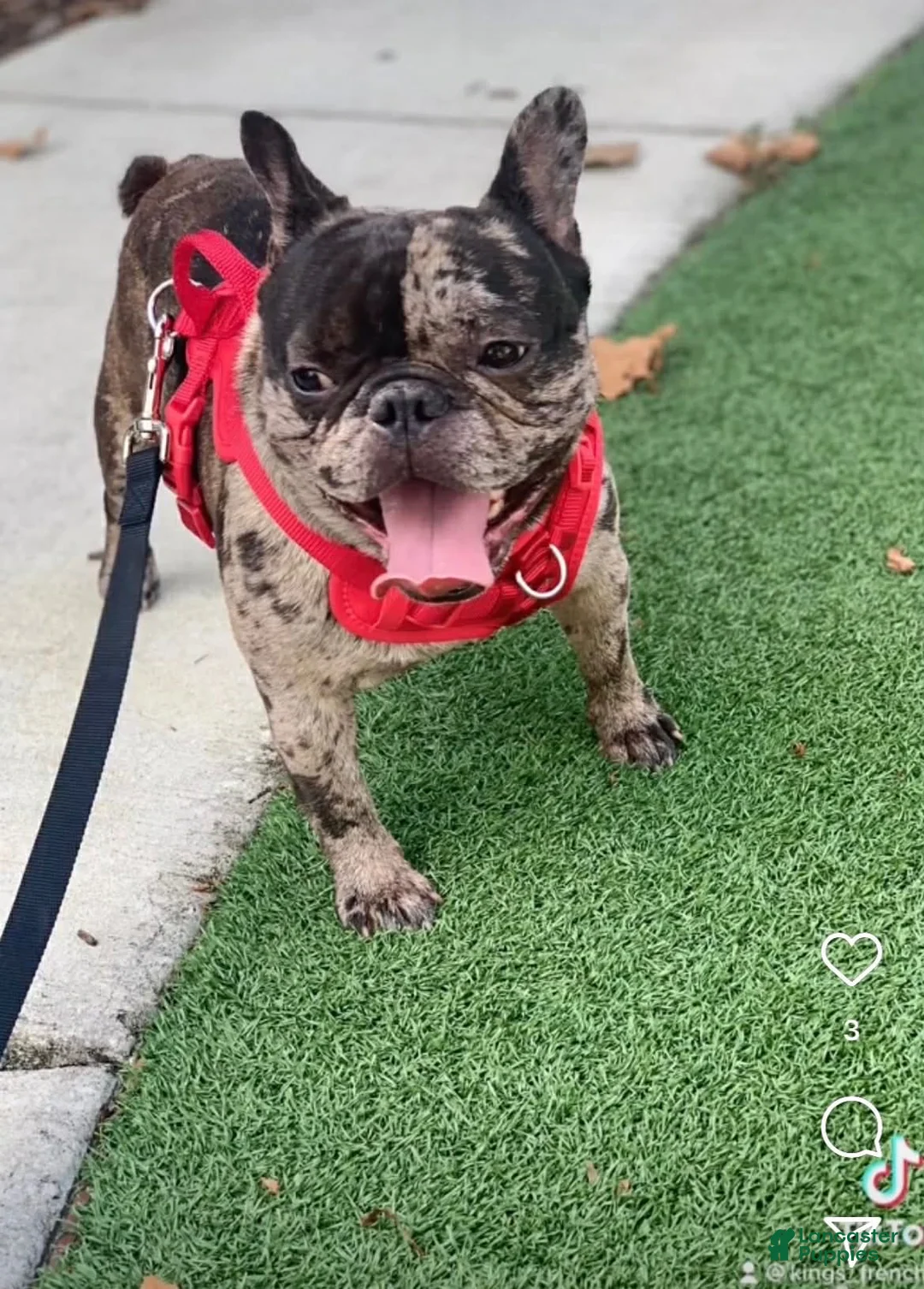 French Bulldog dogs for sale: French Bulldog Puppy 1 - Ad 2