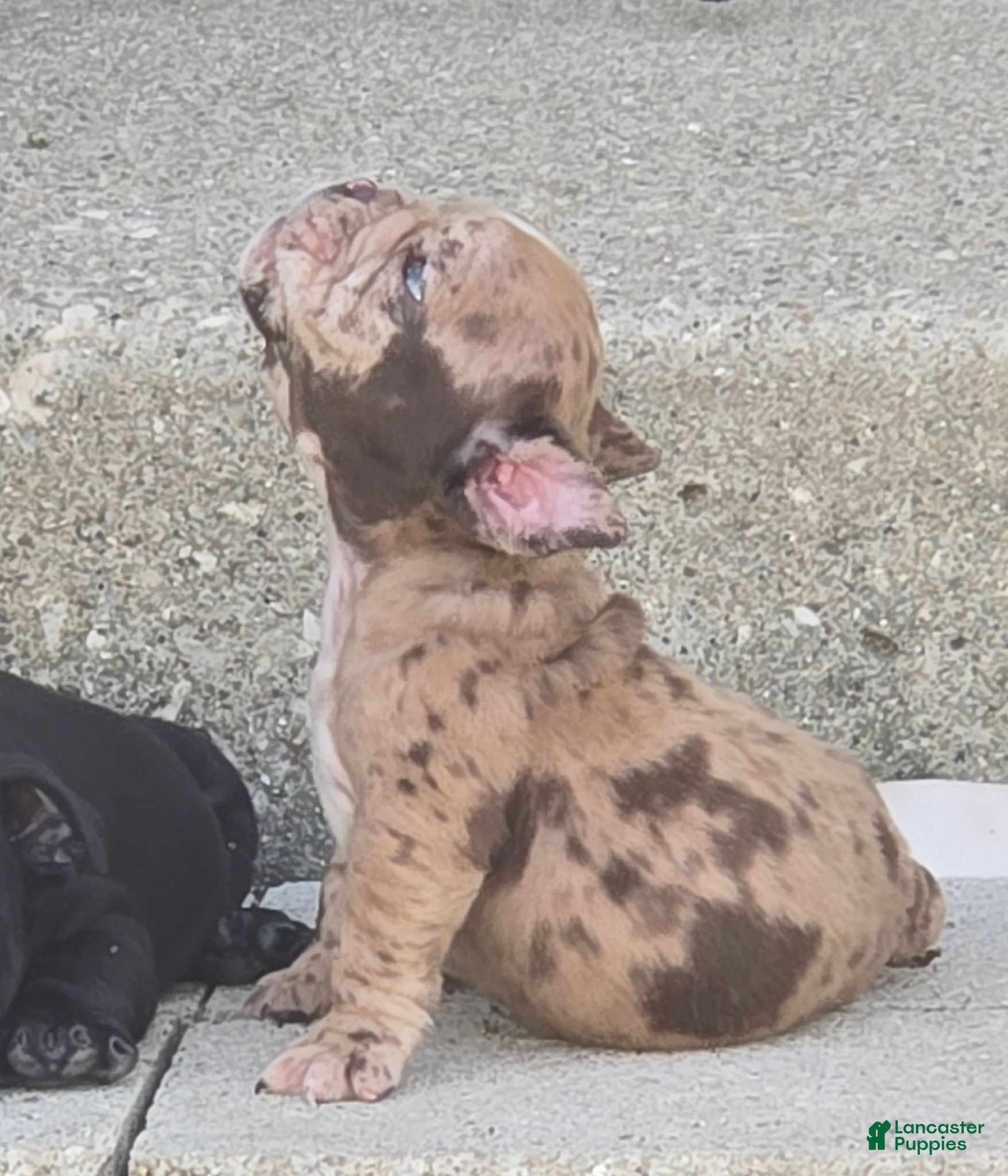 English Bulldog dogs Josie - Ad 1