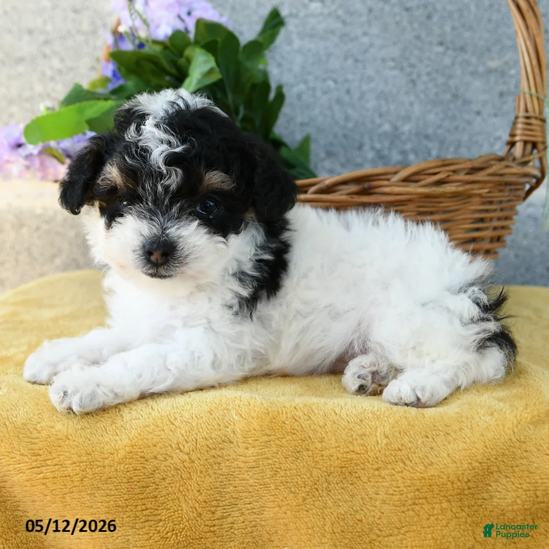 Toy Poodle dogs for sale: Maisie - Ad 2