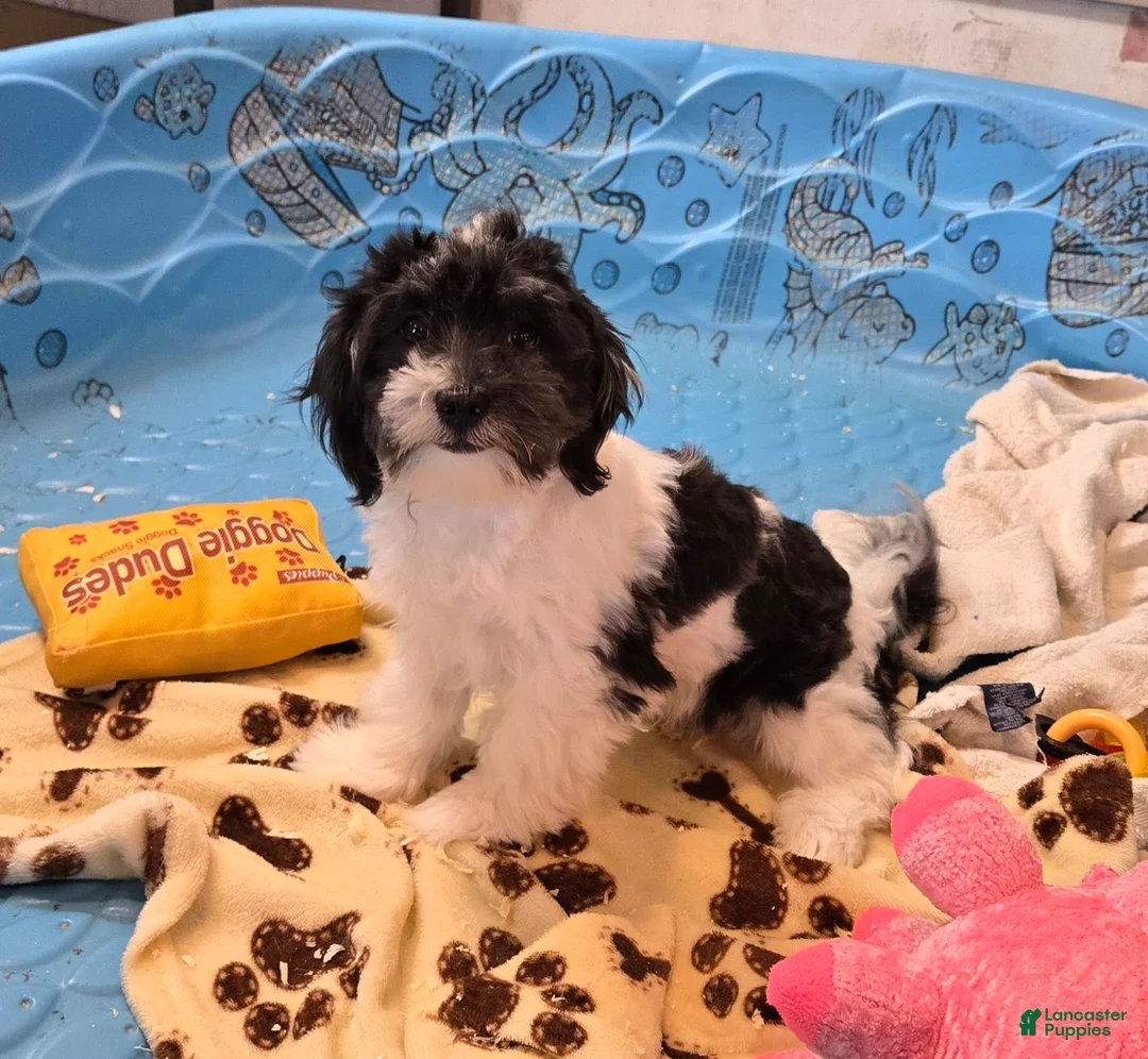 Havanese dogs for sale: Hank - Ad 1