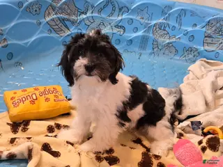 Havanese dogs for sale: Hank - Ad 2