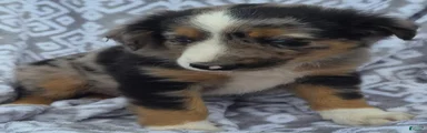Mini Australian Shepherd 1