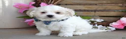 Maltese dogs for sale: Milo - Ad 4