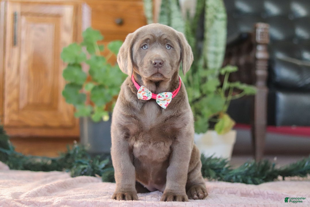 Labrador Retriever dogs for sale: Holly - Ad 2