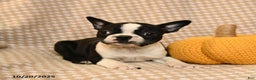 Boston Terrier dogs for sale: Maryssa - Ad 2