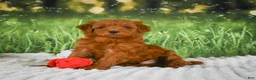 Mini Goldendoodle dogs for sale: Teddy - Ad 2