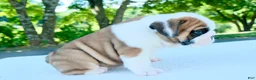 English Bulldog dogs for sale: Charlie - Ad 4