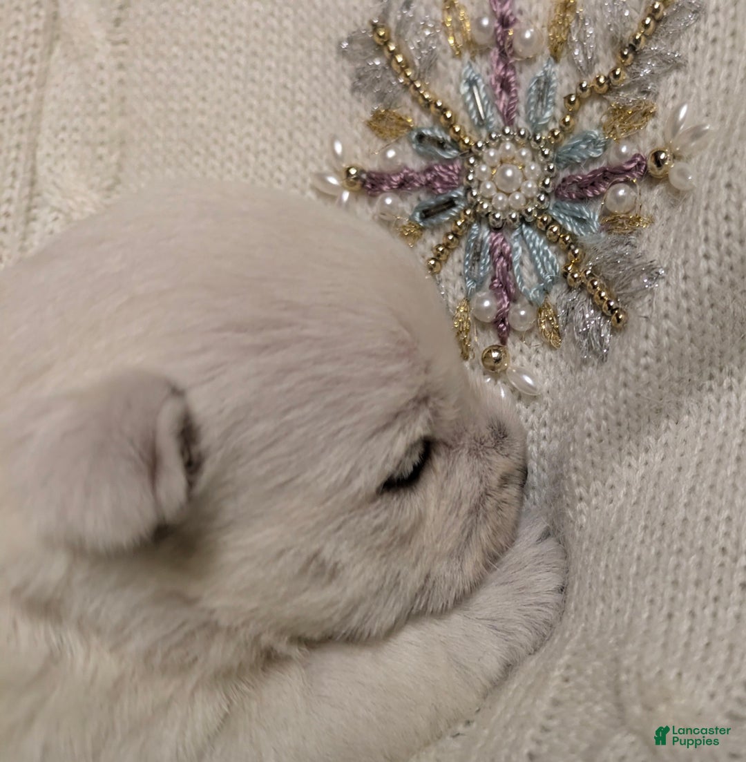 West Highland Terrier dogs for sale: Snow Baby - Ad 4