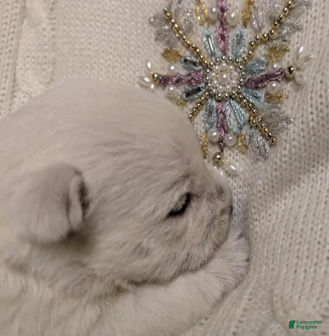 West Highland Terrier dogs for sale: Snow Baby - Ad 4