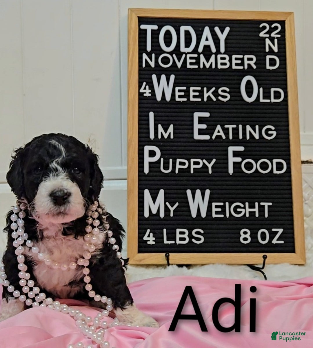 Mixed Breed dogs for sale: Adi - Ad 4