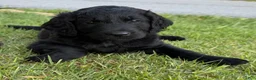Goldendoodle dogs for sale: Collin  - Ad 8