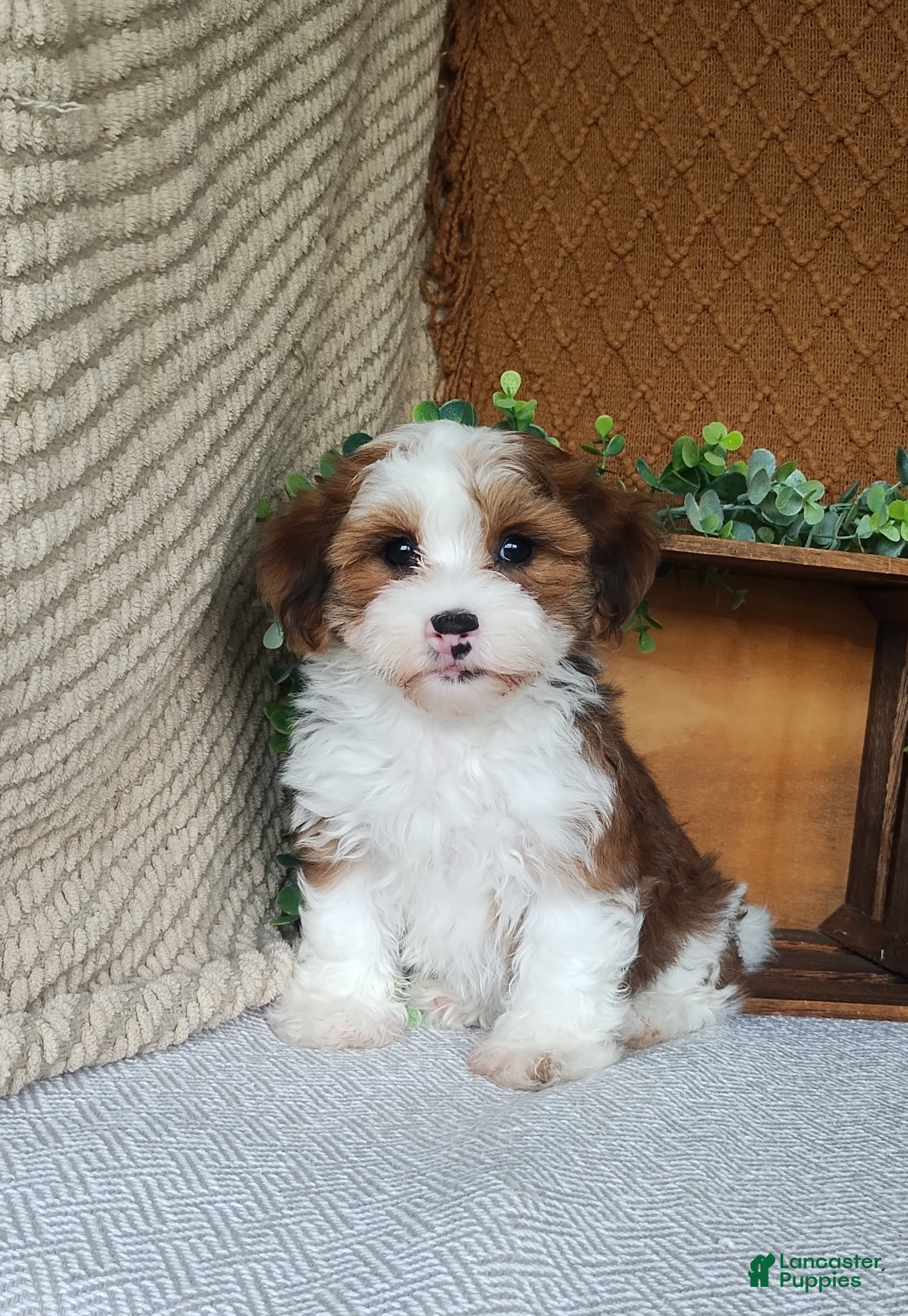 Havanese dogs Dawson  - Ad 1