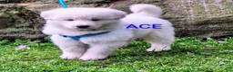 German Shepherd dogs for sale: ACE!! LONGCOAT!! - Ad 3