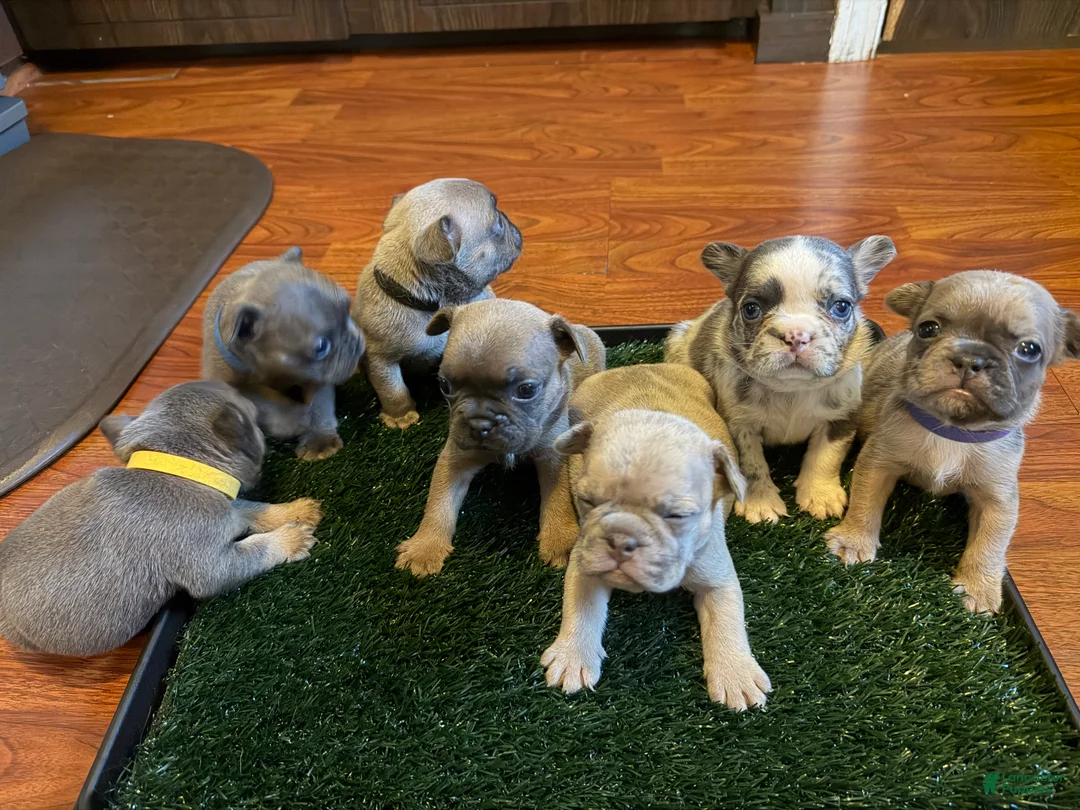 French Bulldog dogs for sale: Oreo - Ad 4