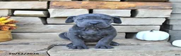 Cane Corso dogs for sale: Nova - Ad 2