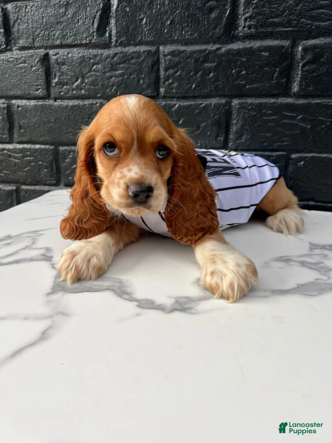 Cocker Spaniel dogs for sale: 🤎🤍  Toby 🤍🤎 - Ad 1