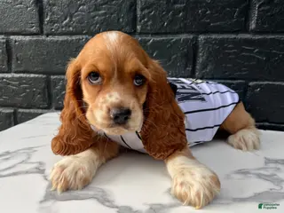Cocker Spaniel dogs 🤎🤍 Toby 🤍🤎 - Ad 12