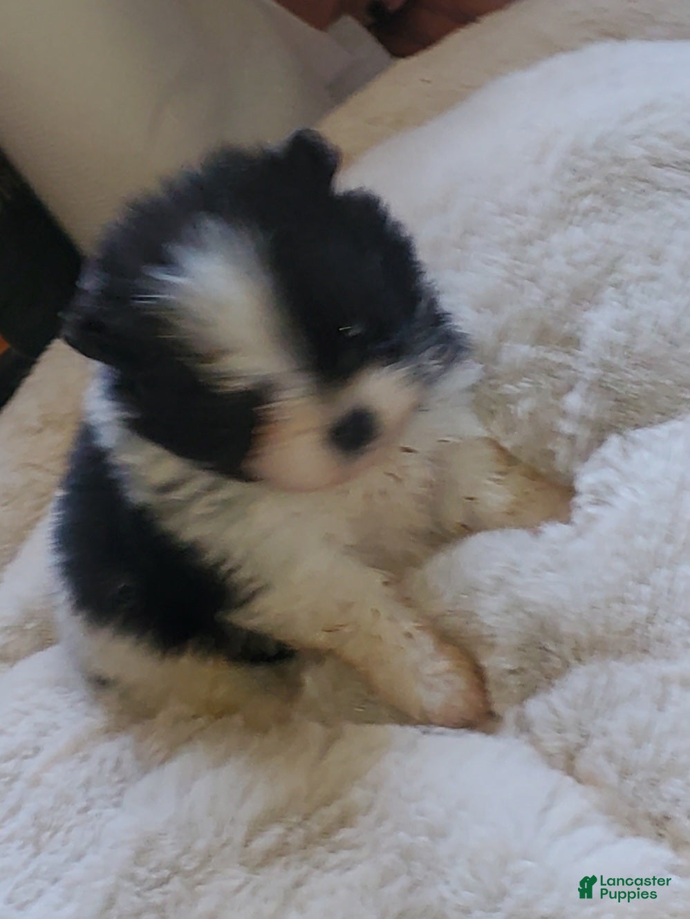 Pomeranian dogs Pomeranian Puppy 2 - Ad 10