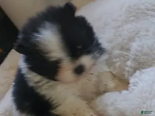 Pomeranian dogs Pomeranian Puppy 2 - Ad 10
