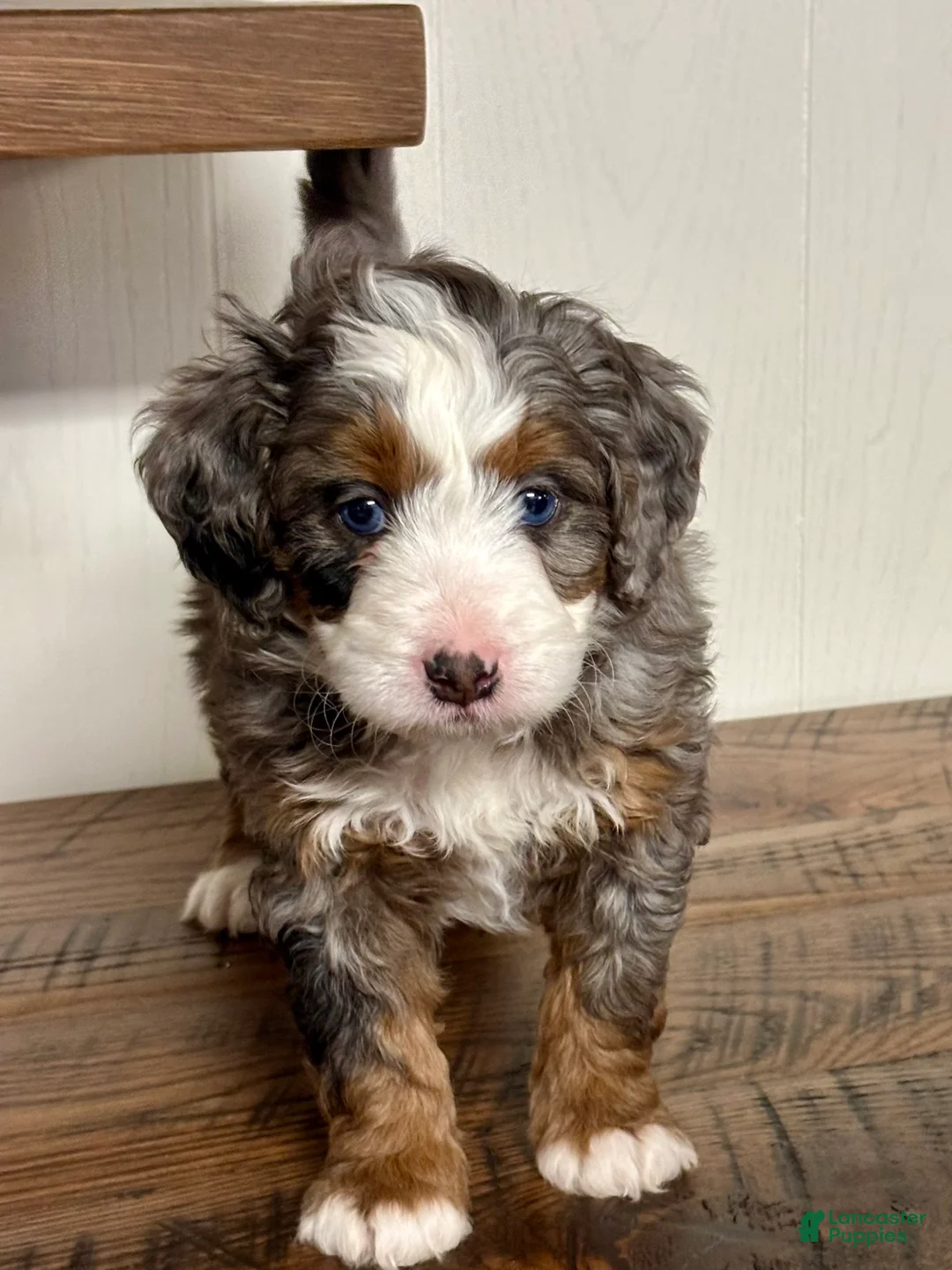 Mini Bernedoodle dogs for sale: Harper Mini Bernedoodle Puppy 5 - Ad 7