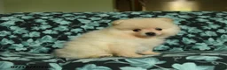 Pomeranian dogs for sale: Daisy - Ad 4