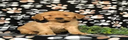 Golden Retriever dogs for sale: Moses AKC Registered - Ad 3