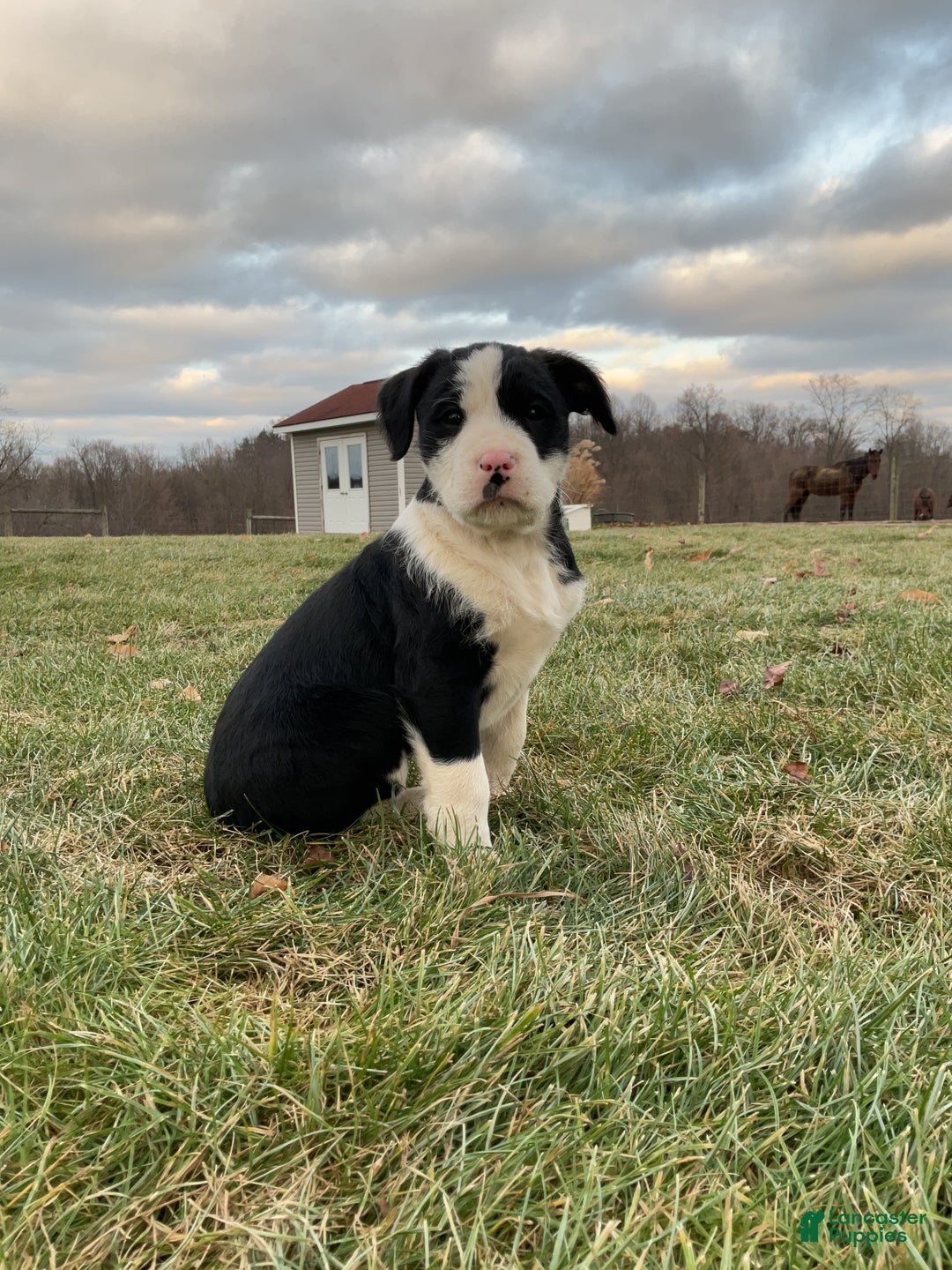 Mixed Breed dogs for sale: Eleanor  - Ad 1