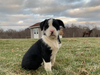 Mixed Breed dogs Eleanor - Ad 26