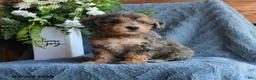 Schnoodle dogs for sale: Olive  - Ad 1
