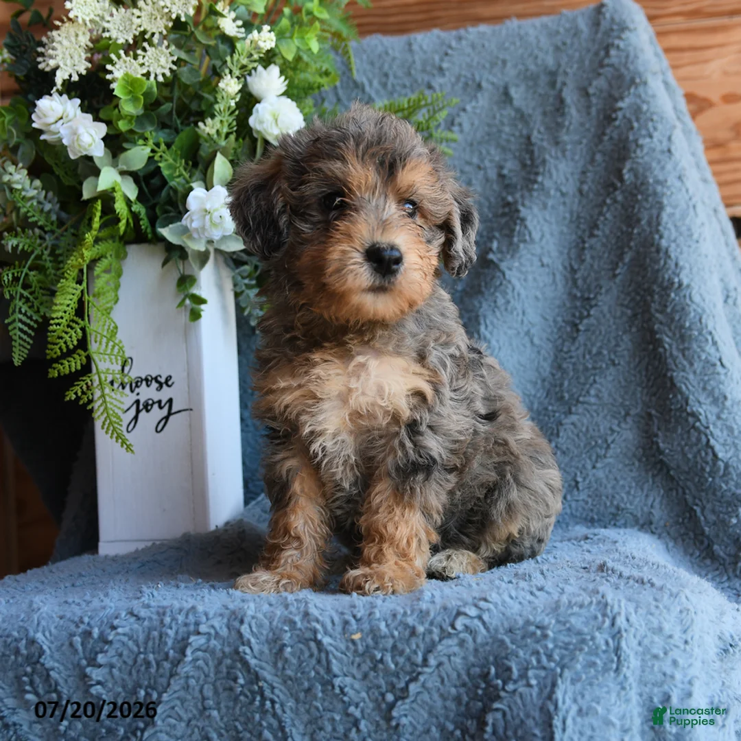 Schnoodle dogs for sale: Olive  - Ad 1