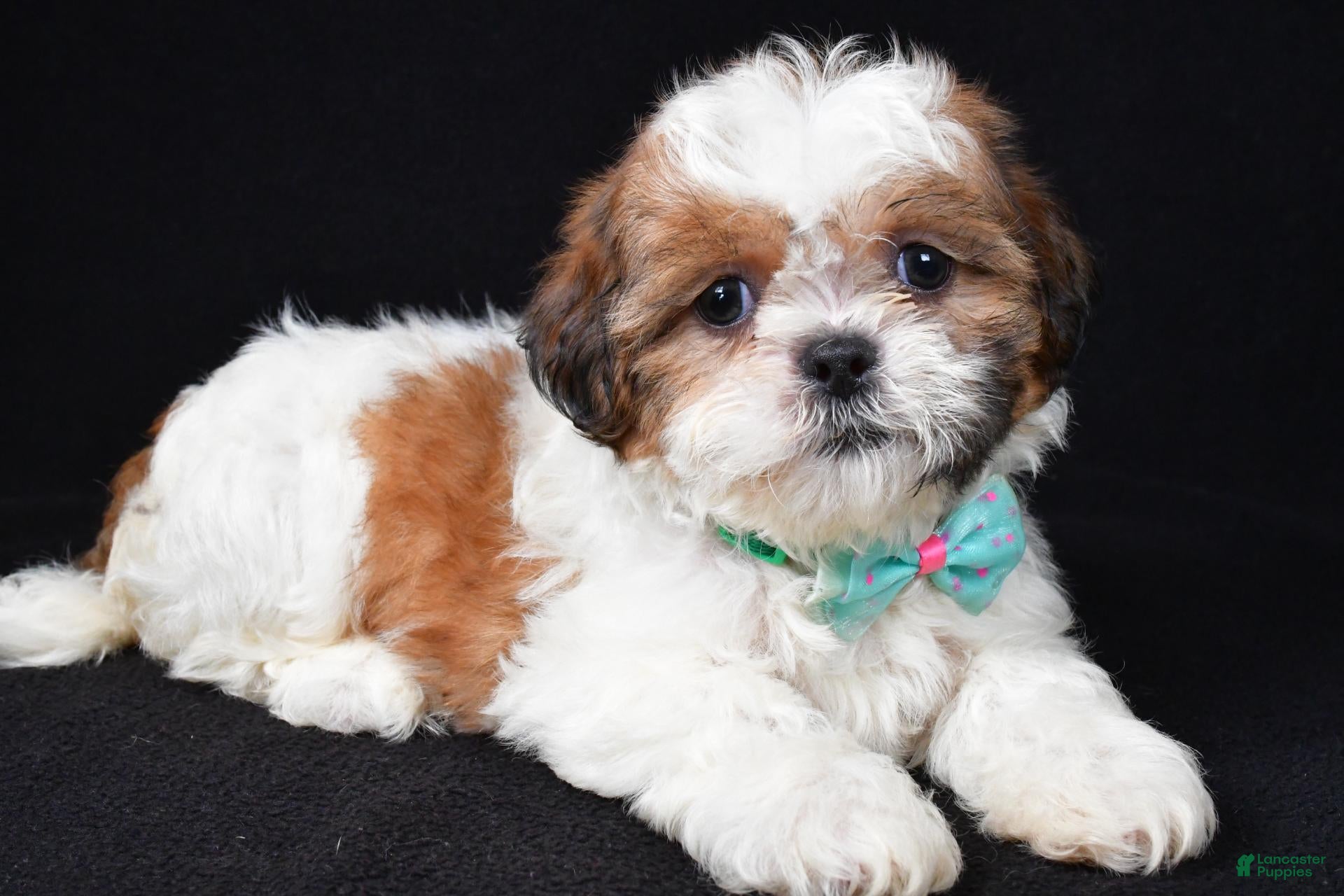 Shih Tzu dogs Tristan - Ad 1