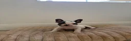French Bulldog dogs for sale: French Bulldog 1 - Ad 1