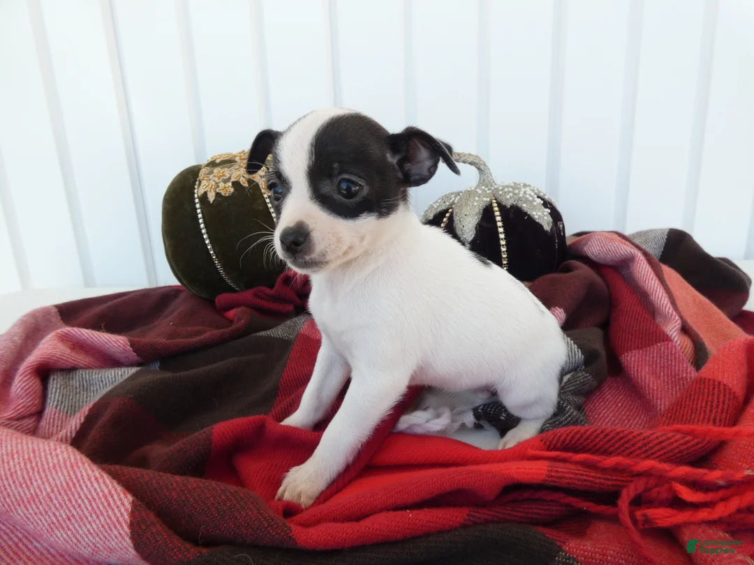 Chihuahua dogs for sale: Chihuahua 2 Sky - Ad 2