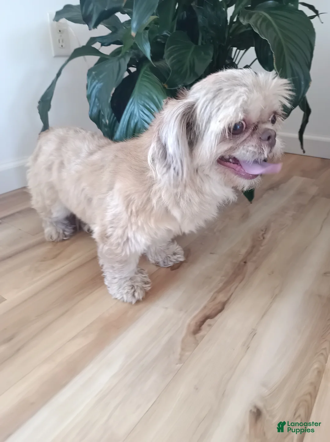 Shih Tzu dogs for sale: Shih Tzu Puppy 1 - Ad 7