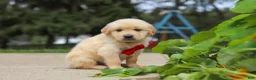Golden Retriever dogs for sale: Buddy - Ad 6