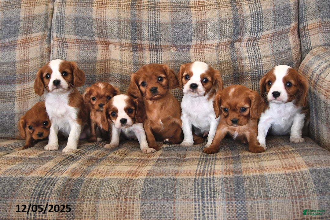 Cavalier King Charles Spaniel dogs for sale: Pixie - Ad 3