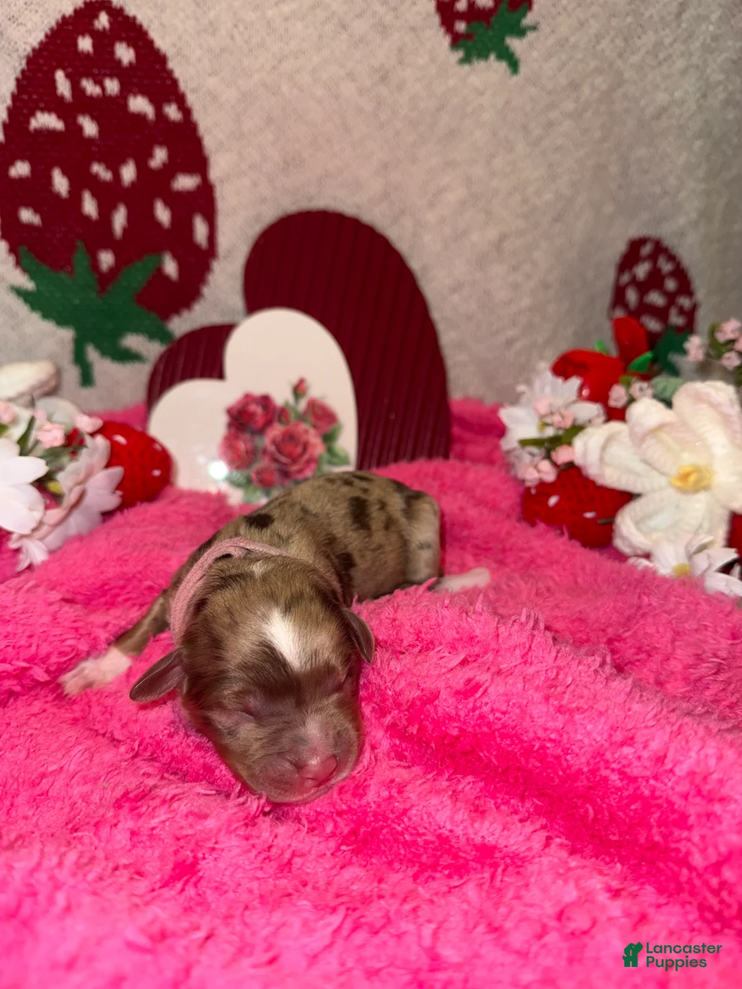 Mixed Breed dogs for sale: sweetheart  - Ad 2