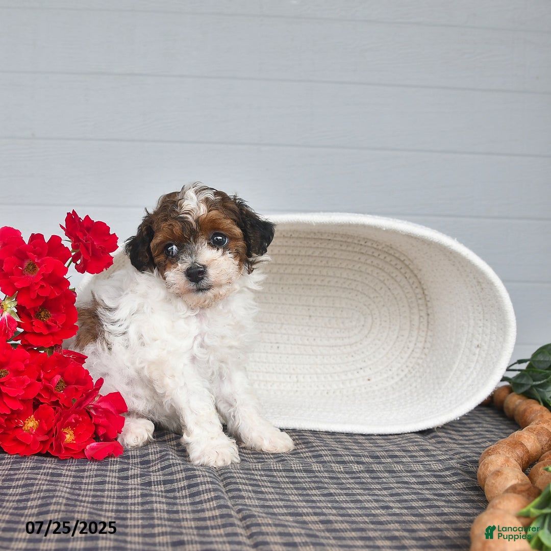 Lhasapoo dogs for sale: Lhasa Poo 3 puppies - Ad 10