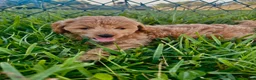 Mini Goldendoodle dogs for sale: Mini Goldendoodle Puppy 2 - Ad 10