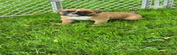Boxer dogs for sale: Molly  - Ad 5