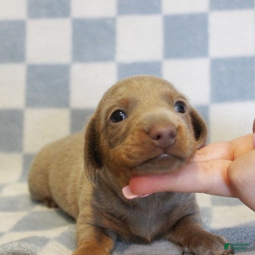 Miniature Dachshund dogs for sale: Sonic - Ad 3