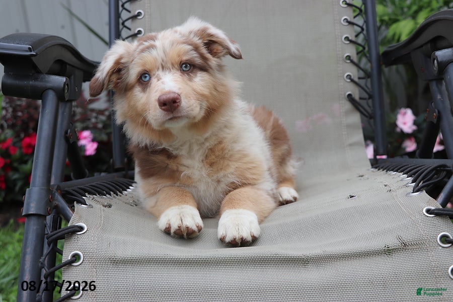 Australian Shepherd dogs Candy - Ad 2