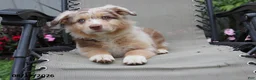 Australian Shepherd dogs for sale: Candy - Ad 2