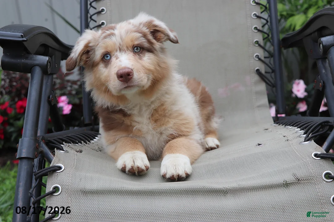 Australian Shepherd dogs for sale: Candy - Ad 2