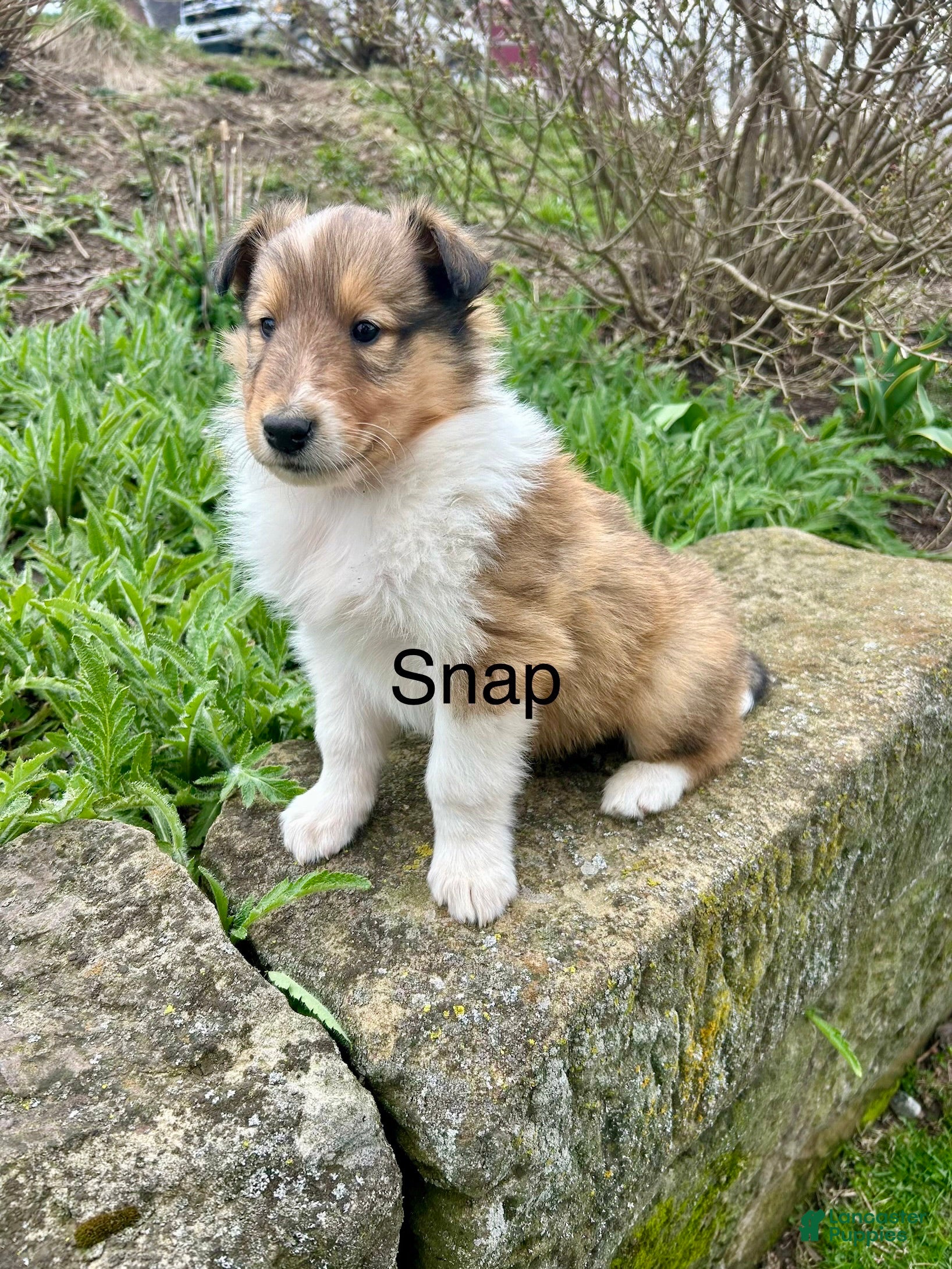 Collie dogs Snap - Ad 1