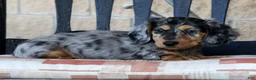 Miniature Dachshund dogs for sale: Chase - Ad 4