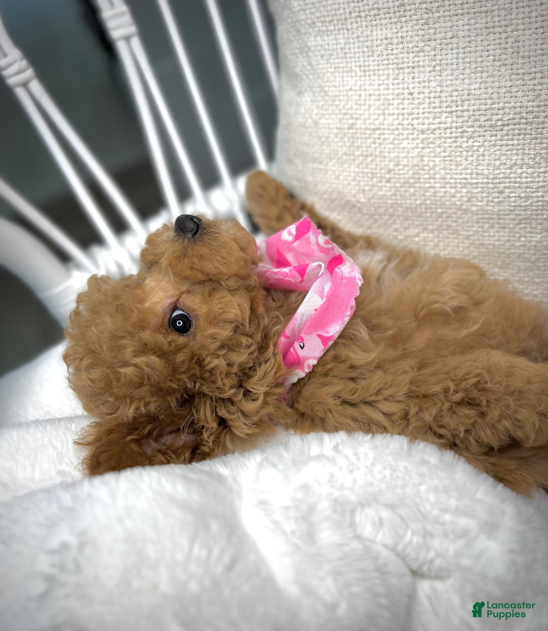 Toy Poodle dogs for sale: Toy Poodle Puppy 2 - Ad 33