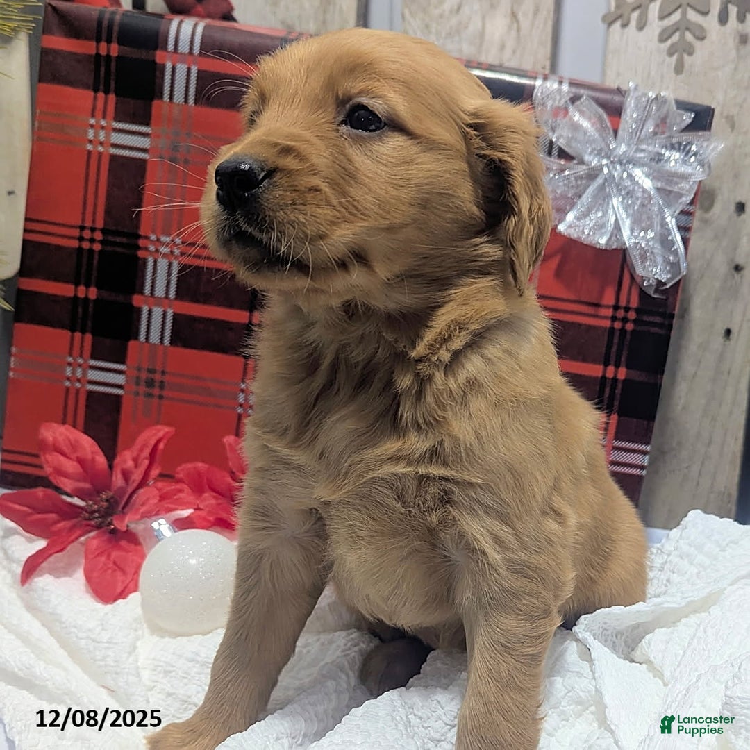 Golden Retriever dogs for sale: Peppermint - Ad 2