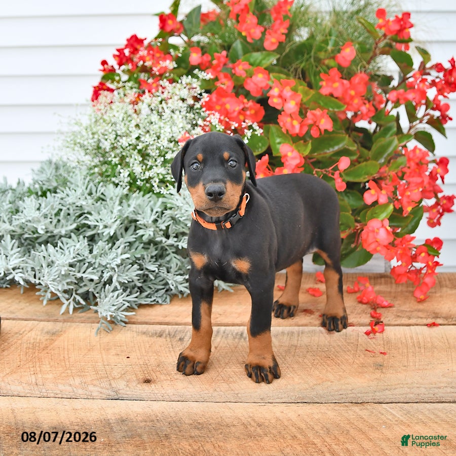 Doberman Pinscher dogs Athena - Ad 1